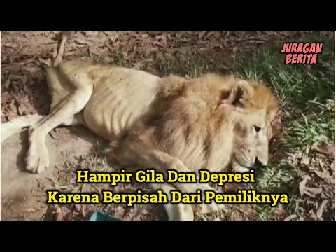 Video: Reptilia purba. kelahiran semula