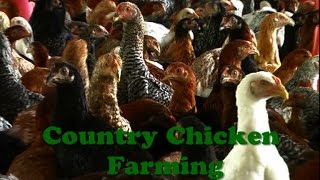 Country Chicken Farming