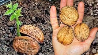 видео: Как выращивать грецкие орехи из семян четырьмя разными способами картинка: Как выращивать грецкие орехи из семян четырьмя разными способами