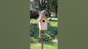 tree swallow on May 29th, 2022