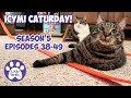Icymi caturday  lucky ferals s5 episodes 38  49  cats compilation