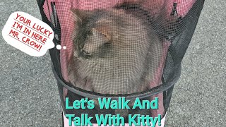 Let's Walk And Talk With Kitty! 😺 Garden Progress Update! 🍅 Nice Day  To Take A Walk! 🎉🎊