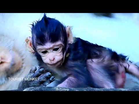 Oh My God Very wet newborn, You are so cute, Really adorable newborn monkey, Precious newborn monkey
