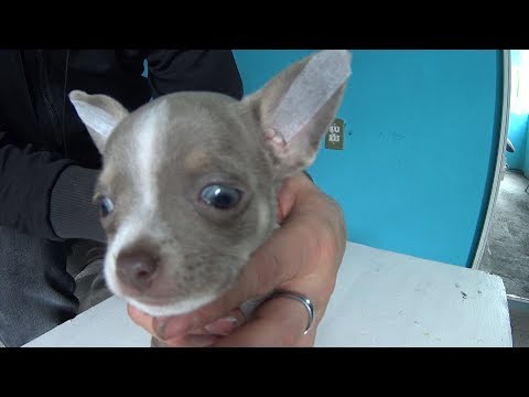 Video: Como Calzar Las Orejas De Un Chihuahua