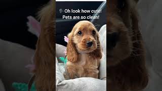 Thye Are Also Cute And Clean