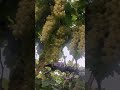 Thomasan grapes  variety grape farming grapegrowing viral trending youtubeshorts