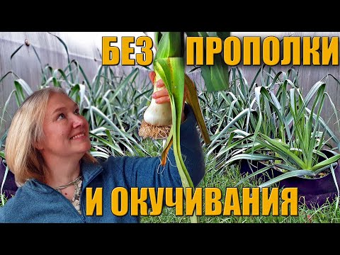 Лук-порей от семечка до уборки / Новичкам везет?