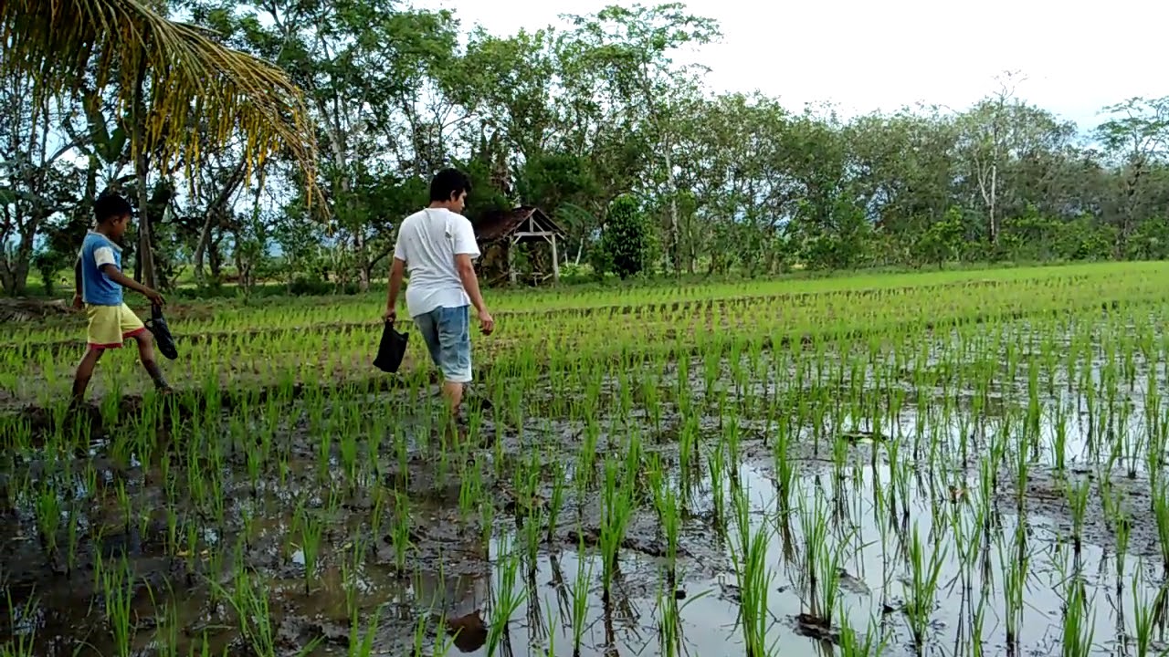 nyari keong sawah biar tanaman padi tidak di makan keong. mudah-mudahan