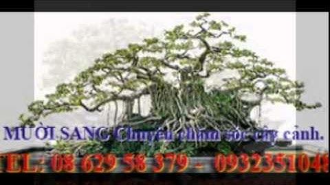 :0932351048.]] dịch vụ cắt cỏ, trồng cây xanh sân vườn quận 8.tphcm