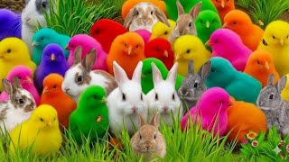 Tangkap Ayam Lucu, Ayam Warna Warni, Ayam Rainbow Gokil, Kelinci, Kucing Lucu, Bebek, Hewan Lucu