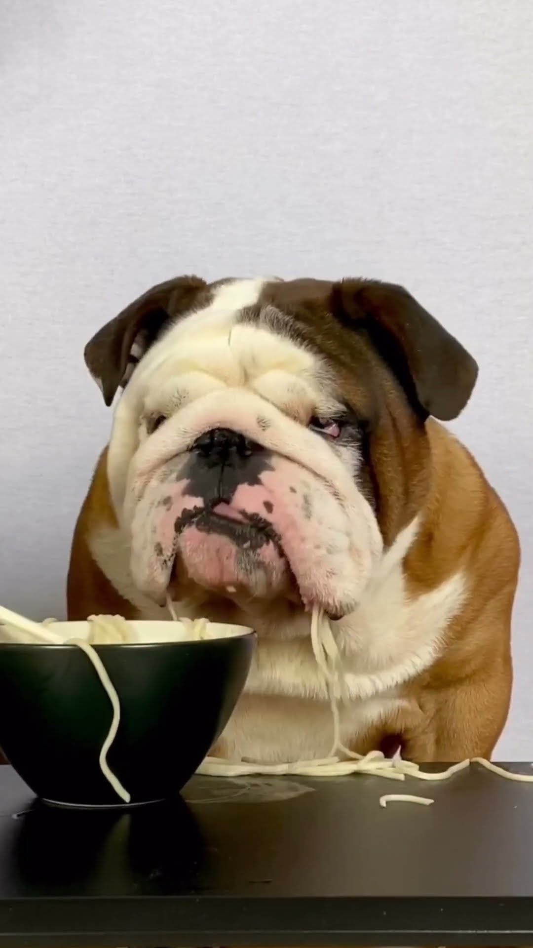 Bulldog Devours Noodles ASMR || ViralHog