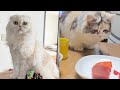 ママにネコハラ？大好きなパパがいないと猫たちはこうなります