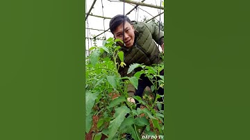 Giàn Cà Chua Bằng Dây | ĐẤT ĐỎ TV