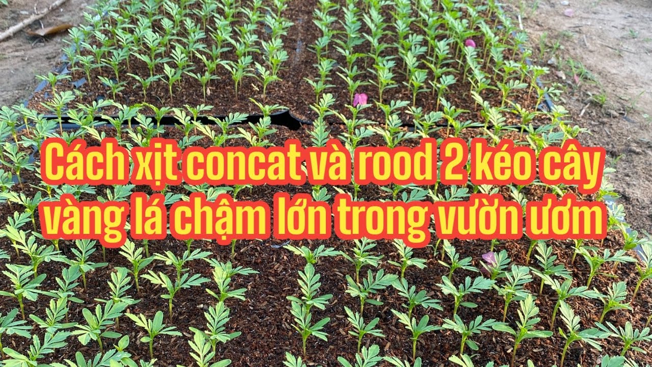Cách xịt concat và rood 2 kéo cây vàng lá chậm lớn trong vườn ươm