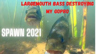 Largemouth Bass Destroy MY GoPro During Spawn 2021, and I Gave Away Both My Pet Bass