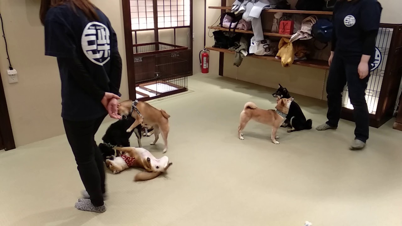 Get Mame Shiba Cafe Fukuoka Youtube For Free Wallpaper Mame Shiba Cafe Fukuoka Youtube For Android Free