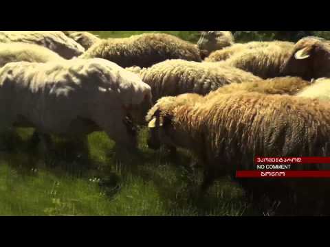უკომენტაროდ.ცხვრის ფარა გონიოში