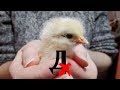 Как вылупляется цыпленок? Как помочь цыпленку вылупиться из яйца?