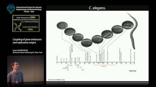 I. Whitehouse - Coupling of gene enhancers and replication origins