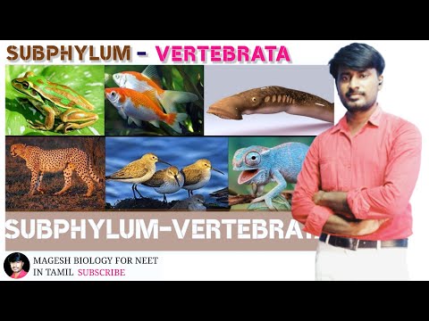 Chapter-2 kingdom animalia Subphylum-Vertebrata | Class Cyclostomata | Chondrichthyes | Osteichthyes
