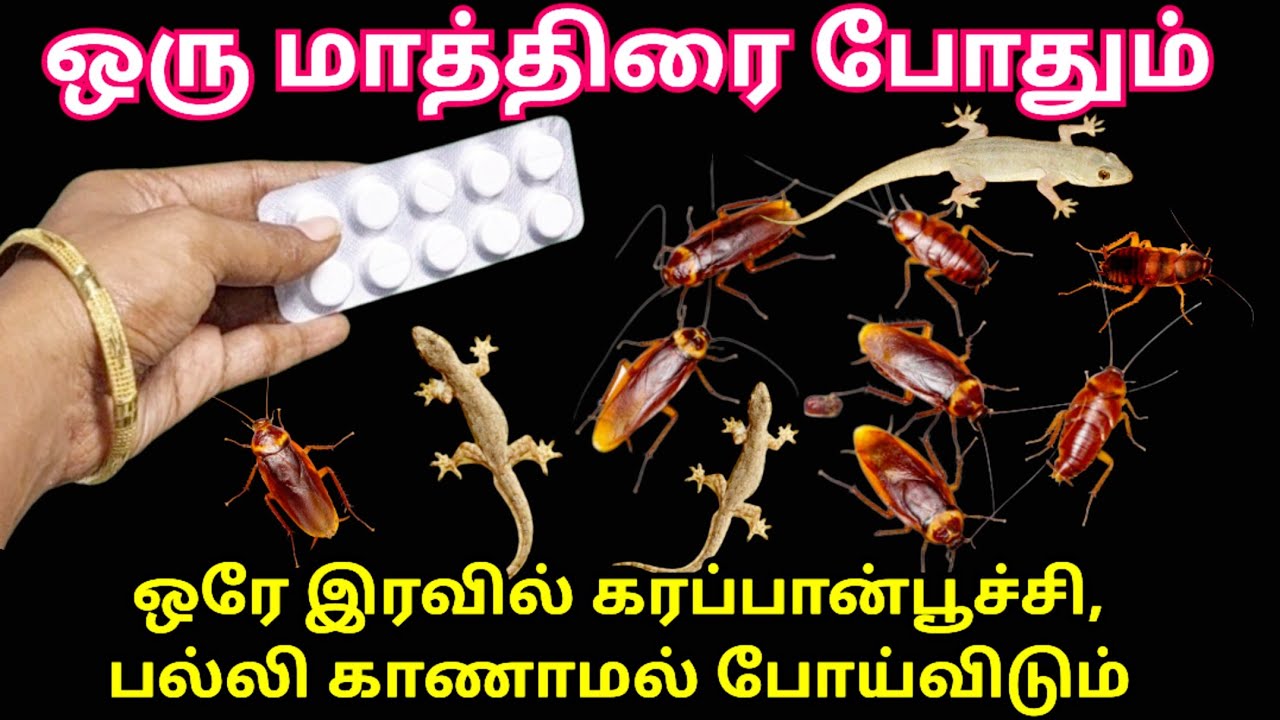இனி கரப்பான்பூச்சி, பல்லி, கொசு தொல்லை வீட்டில் இல்லை | cockroach killer|kitchen tips #tips