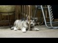 Alaskan Malamute puppy told off by her huge big brother!