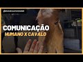 Como se aproximar do cavalo de forma segura!