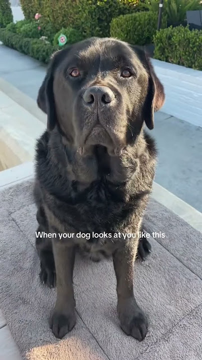 Best Dog #blacklab #labrador #cruztheblacklab #englishlabrador
