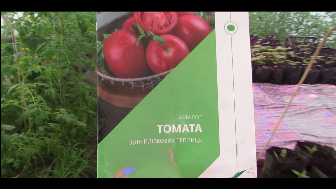 Стоит ли розовый помидор сеять с декабря на Полесье - YouTube