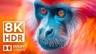 Amazing Wildlife Colors Dolby Vision 8K HDR | with Cinematic Sounds (Animal Colorful Life)