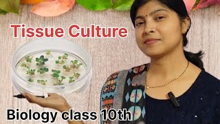 Tissue culture || Plant tissue culture || How do organisms reproduce || Biology||class10th