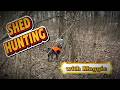 SHED HUNTING Curly 2025