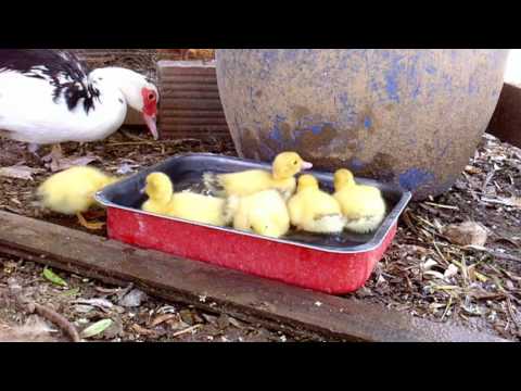 Βίντεο: Πώς να ταΐσετε μικρά παπάκια