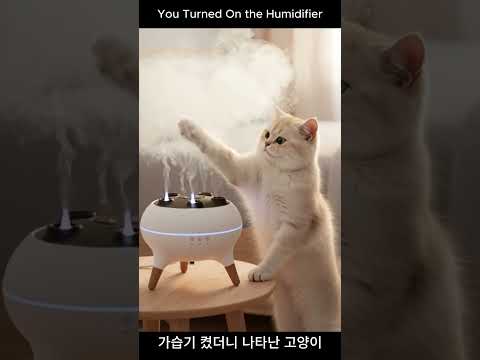 이 구름… 내 거야? (가습기 점검 중인 고양이) | Is This Cloud For Me?#cat #humidifier