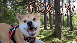 I Took My Shiba Inu to a Forest