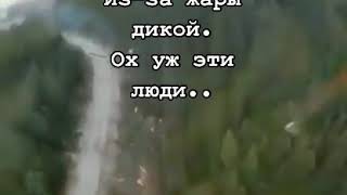 Как поджигают леса