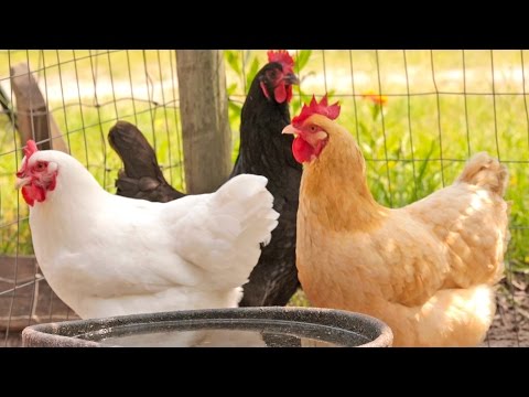 4-things-you-didn’t-know-about-chickens