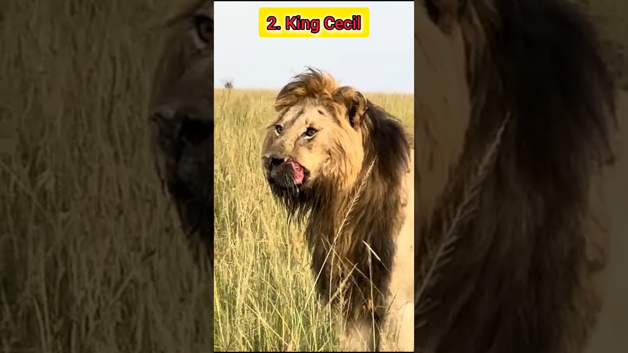 Africa's 2 most ferocious lions 😱👑 