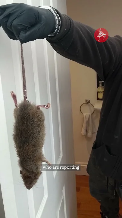 Giant 22-inch rat found in Yorkshire home
