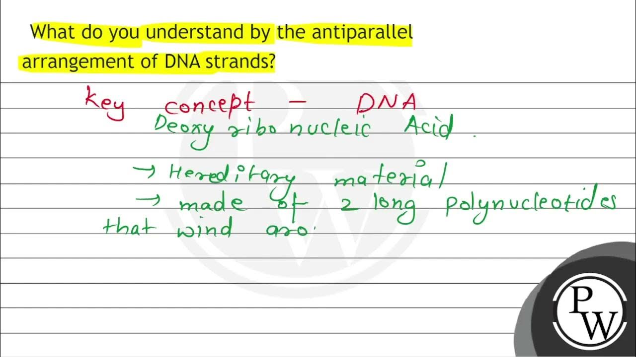 What do you understand by the antiparallel arrangement of DNA strands