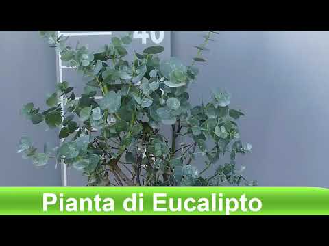 Video: Innaffiare gli alberi di eucalipto - Come e quando innaffiare un albero di eucalipto