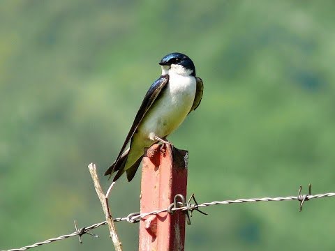 Video: Pájaro Y Aviones