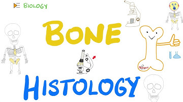 Bone - Histology - Microscopic Structure, Haversian system and bone tissue remodeling