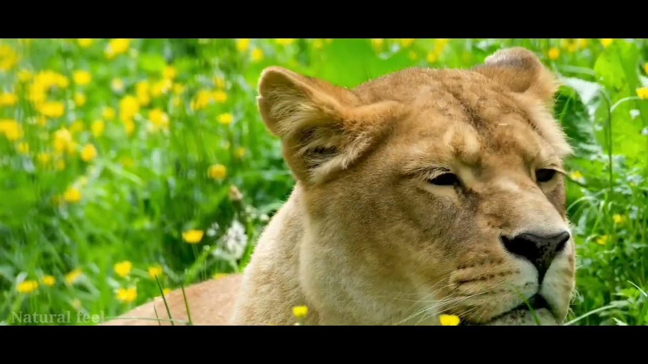 HEWAN LIAR DI ALAM BEBAS...‼Gajah,Harimau,Singa,Pemandangan Alam 