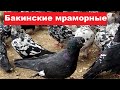 Бакинские мраморные голуби, бакинские чили. Немного николаевских голубей