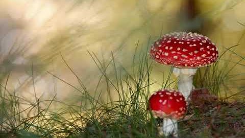 سورة المعارج يوسف كالو Surat Al Ma3arij Yousef Kalo