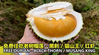 FREE DURIAN - Blackthorn, MusangKing, RedPrawn at Penang Durian Farm | 免费任吃槟城老树榴莲！黑刺,猫山王,红虾等边爬山边开吃到饱
