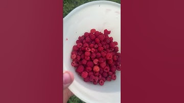 Wild raspberry jam! Only got 4 small jars but so worth it!! #homestead #foraging #raspberryjam #farm