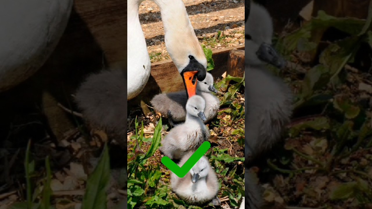 Halal And Haram Animals List 