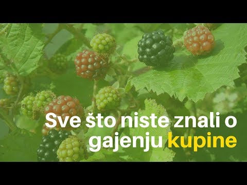 Video: Kako izgleda kupina?